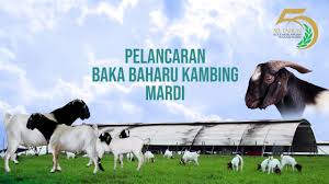 Kursus peternakan kambing modern yogyakarta. Kambing Bk Katjang X Boer Penyelidikan Mardi Youtube