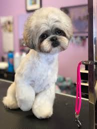 I have seen so many shih tzu owners playing with different styles that it amuses me no end. Shih Tzu Haircuts For Males Cheap Buy Online