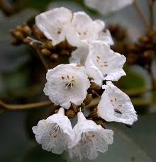 Image result for Cordia africana