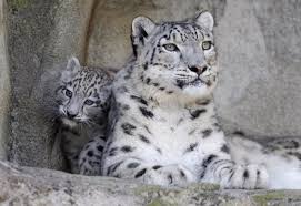 Mira los últimos videos y canta con ellos. Animales En Peligro De Extincion El Leopardo De Las Nieves