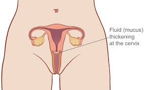 If you become pregnant while taking the minipill, there appears to be a slightly higher chance that the fertilized egg will implant outside the uterus, usually in a fallopian tube (ectopic pregnancy). Mini Pill The Mini Pill Family Planning Victoria