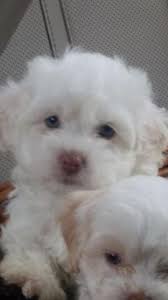 Maybe you would like to learn more about one of these? Havapoo Puppies For Sale In Houston Texas Classified Americanlisted Com