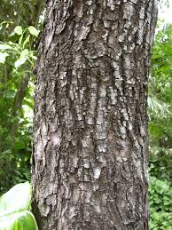 Image result for Swietenia