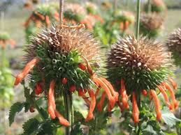 Image result for Leonotis ocymifolia