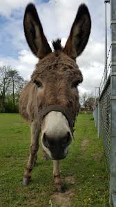 Ezel In De Betuwe Animals Cow Goats