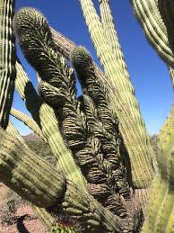 Organ pipe cactus national monument. Crest In An Organ Pipe Cactus Picture Of Organ Pipe Cactus National Monument Ajo Tripadvisor