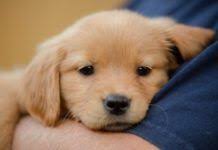 Puppies and Kids: How to Set Up for Success