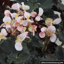 Field identification of the 50 most common plant families in temperate regions (pdf). Indoor And Tropical Plants Identification