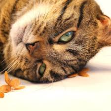 Although a cat might be experience vestibular disease, it would not affect their hearing in any way. Vestibular Syndrome Kingdom Veterinary Clinic