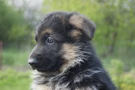 Your alsatian puppy stock images are ready. 100 Free Alsatian German Shepherd Images Pixabay
