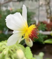 Image result for Sparrmannia