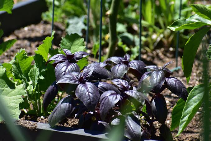 Is Basil a Perennial? Everything You Need to Know