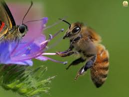 Kelebekler Ve Arilar Cok Ozel Bir Gorme Yetenegiyle Yaratilmislardir Bu Yetenek Sayesinde Besin Kaynaklarina Cok Rahat Ulasirlar Bee Animals Insect Orders