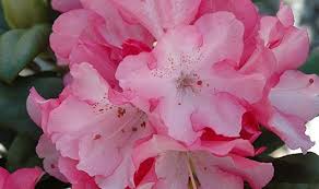Plant Finder Stauffers Azalea Flower Flower Seeds Flowers