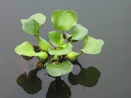 Invasive Species Pond Plants Floating Plants Water Hyacinth