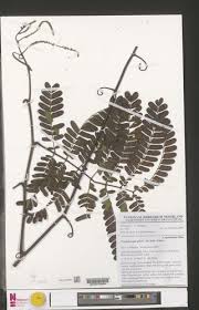 Image result for Pseudoprosopis