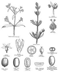Image result for Rubiaceae