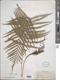 Image result for Pseudocyclosorus