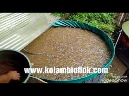 Kolam Bioflok Diameter 2 Isi Lima Ribu Ekor Youtube