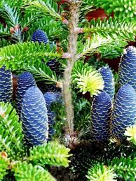 Korea, or the korean peninsula, is a region in east asia. Korean Pine Tree Has Bright Blue Cones In The Summer And The Tips Of The Pine Leaves Are Yellow Types Of Pine Trees Types Of Christmas Trees Douglas Fir Tree