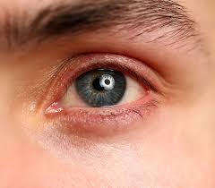 Image result for Blepharis bainesii