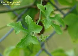 Image result for Coccinia