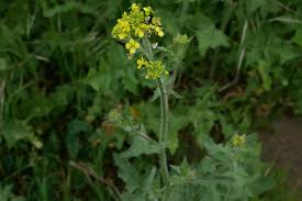 Image result for Sisymbrium burchellii