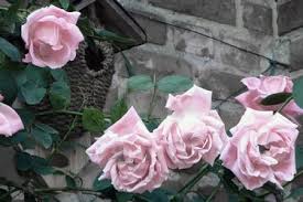 Some of the most aesthetically pleasing choices for adjacent flower beds don't make good companions for the roses that are the main attraction. How Close To The House Foundation Should You Plant Small Rose Bushes Ehow