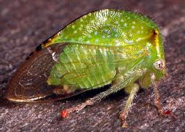 Image result for Buchnera cryptocephala