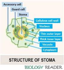 We did not find results for: What Is Stomata In Plants Meaning Structure Types Functions Biology Reader