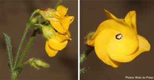 Image result for Hermannia seineri