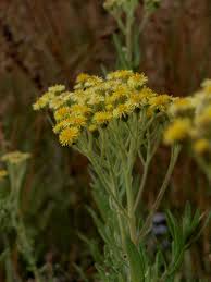Image result for Nidorella vernonioides