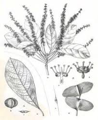 Image result for Terminalia superba