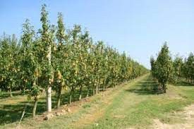 Flowers will help you identify pear trees. Pear Trees Lovetoknow