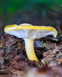 Image result for Russula flavida