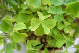 Yellow Wood Sorrel Medicinal Uses Herbal Plants Are Rich In Health Benefits Wood Sorrel Plant Is A Medicinal Plan Wood Sorrel Edible Wild Plants Wild Plants