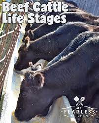 Beef Cattle Life Stages My Fearless Kitchen