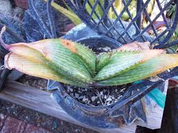 Image result for Aloe cameronii × greatheadii