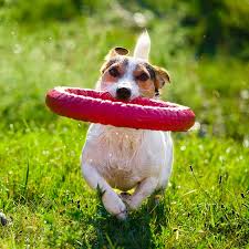 Maybe you would like to learn more about one of these? Dog Obedience Training Dog Groomers Dog Grooming Dog Training San Antonio