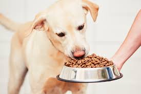 Like humans, when dogs have diabetes, staying trim is key. Dogs With Diabetes The Right Food Zooplus Magazine