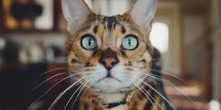 Caranya, campur 1 sendok teh minyak oregano dengan 3 sendok teh. 7 Bahan Alami Untuk Membasmi Kutu Kucing Di Rumah Halaman All Kompas Com