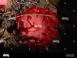 Image result for Thonningia