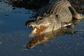 Saltwater crocodiles are slowly returning to Bali and Java. Can we learn to  live alongside them?