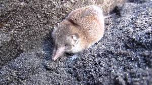 Spitzmaus In Erdloch Youtube