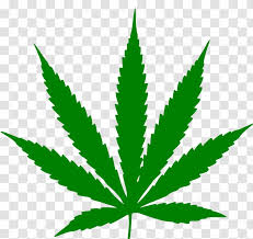 English:identify female and male marijuana plants. Hash Marihuana Hemp Museum Cannabis Sativa Medical Marijuana Leaf Border Transparent Png