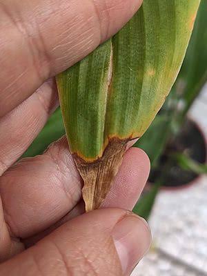 8 Causas de folhas com pontas secas e queimadas - Jardineiro.net