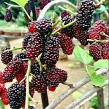 Nah, untuk itu kamu juga mesti paham mengenai khasiat pinang. Mulberry Plant With Pot Anak Pokok Mulberry Shopee Malaysia
