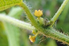 Image result for Cucumis maderaspatanus