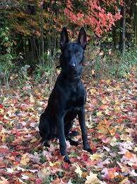The result is a mix that is regal, wise, courageous, and loyal. Black Belgian Malinois Against The Colors Of Fall Belgian Malinois Dog Black Belgian Malinois Malinois Dog