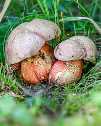 Image result for Bolusiella talbotii